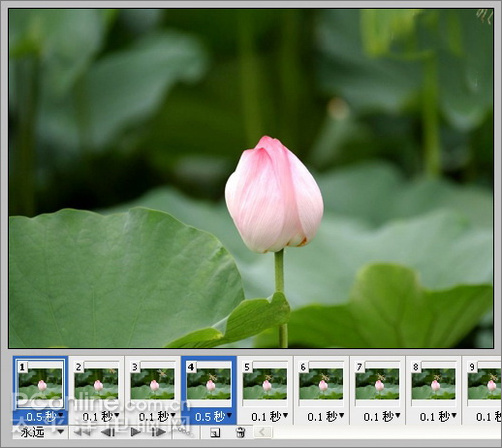 photoshop cs3教程：蜻蜓落荷花動畫