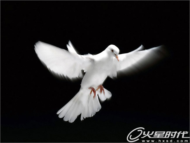 photoshop照片合成：幻境中的和平鴿