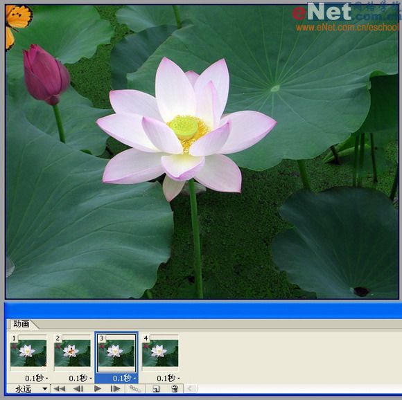 imageready蝶戀花 動畫制作教程_網頁設計webjx.com整理