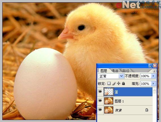 photoshop合成“蛋殼里的小雞”_網頁設計webjx.com轉載