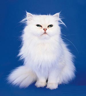 photoshop新手教程:輕松學會蒙版應用_網頁設計webjx.com整理