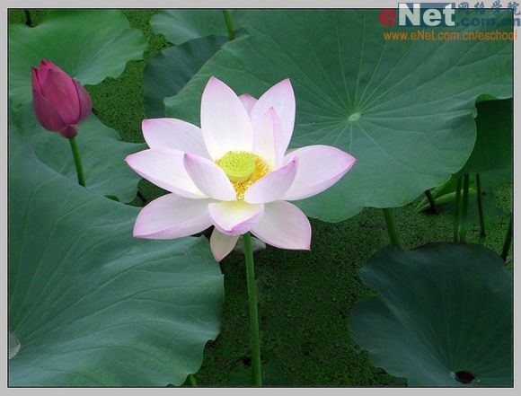 imageready蝶戀花 動畫制作教程_網頁設計webjx.com整理