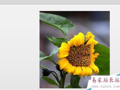 wps2019的PPT文檔怎么由橫向切換成縱向？