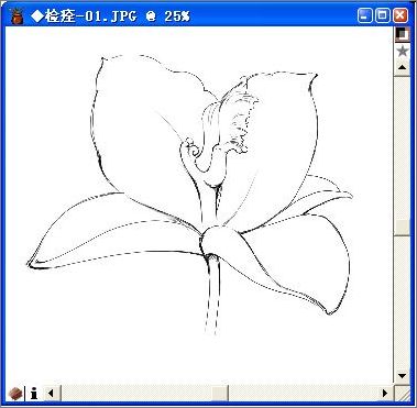 用painter與數碼板繪制逼真百合花