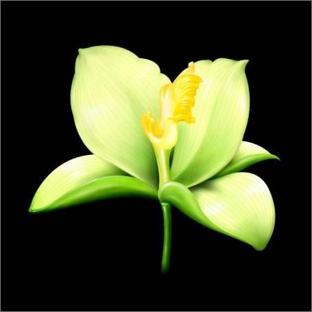 用painter與數碼板繪制逼真百合花