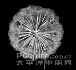 3ds max實例教程：制作蒲公英